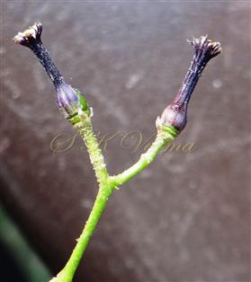  Pistils and Stamens
